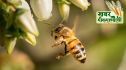 खबर पीक पाण्याची : मधमाशांअभावी उपासमार नजीकच्या भविष्यात ?
