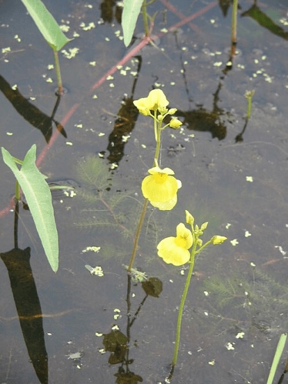 Utricularia
