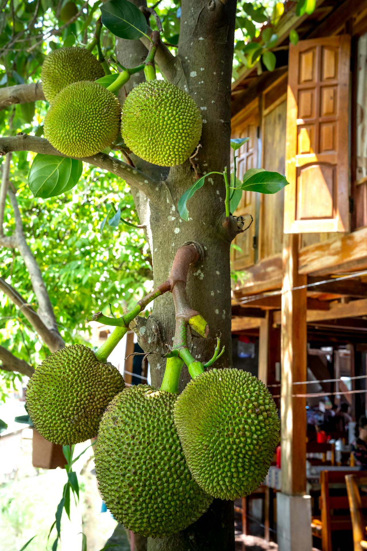 jack fruit benefits for health