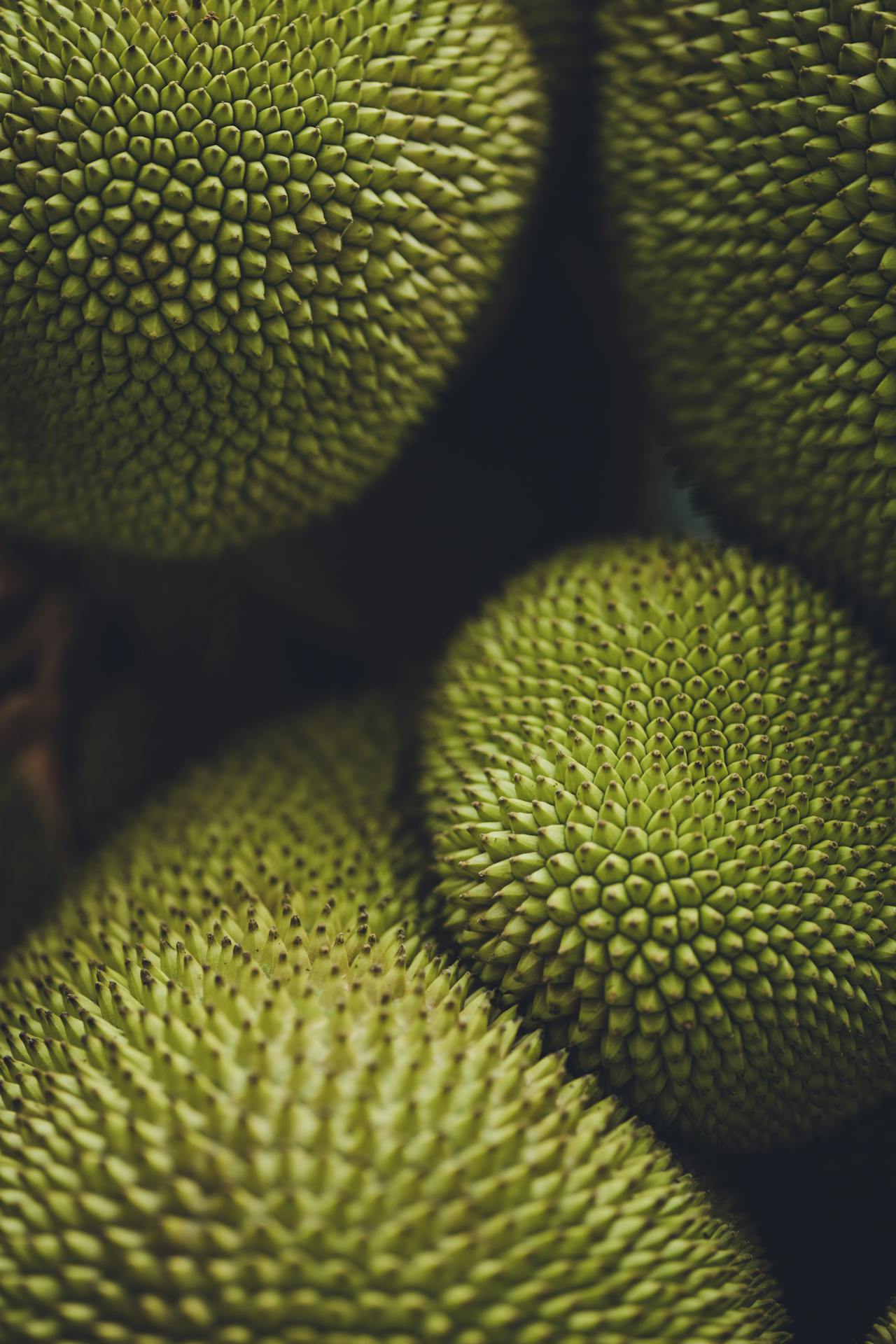 jack fruit benefits for health
