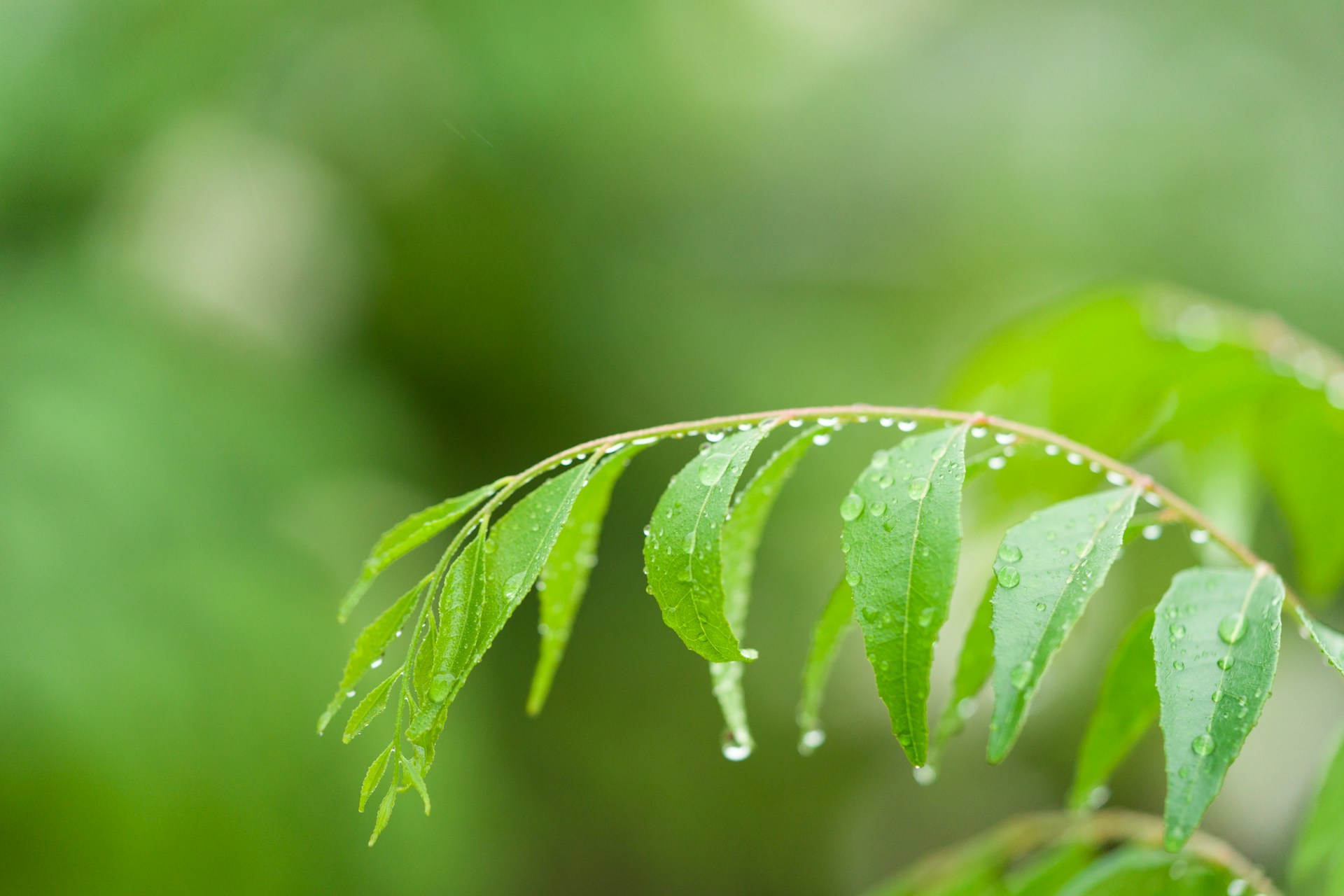 how to plant curry patta in home