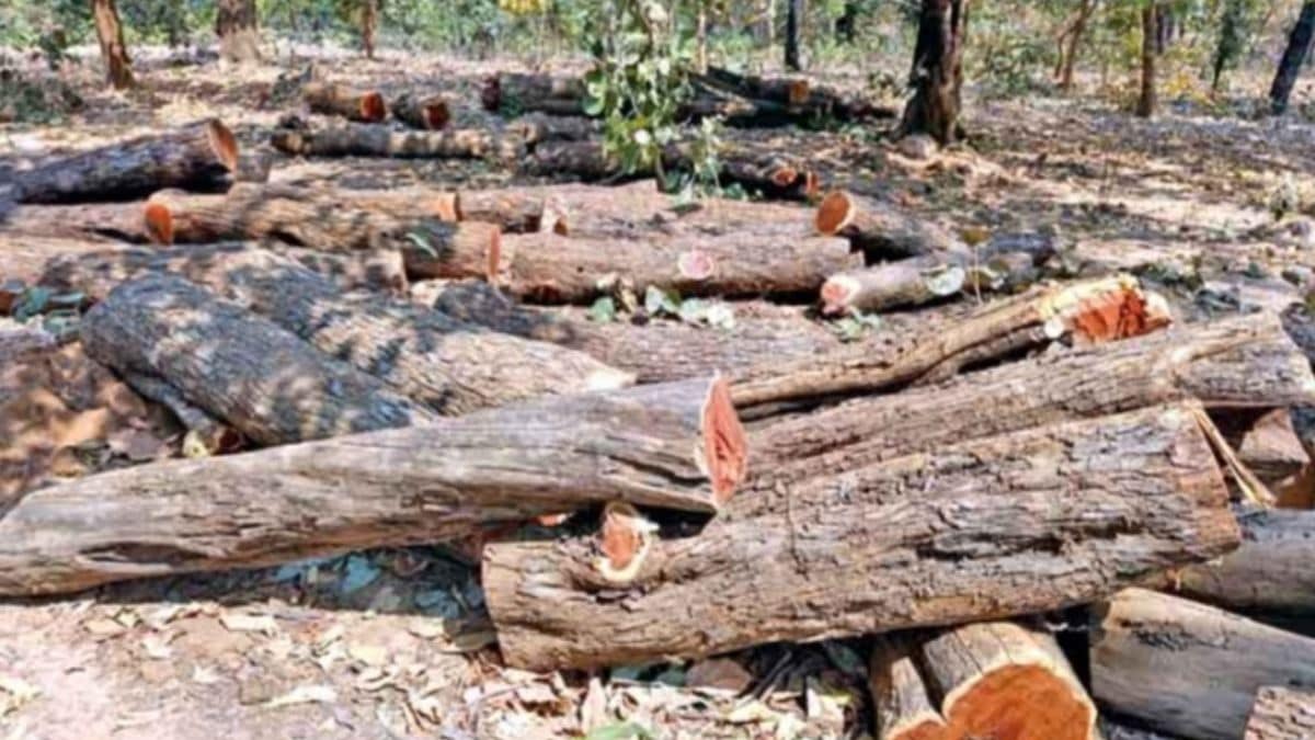 khair trees worth 3 lakh stolen in devrukh ratnagiri case registered