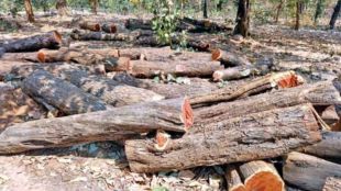 khair trees worth 3 lakh stolen in devrukh ratnagiri case registered