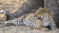 Sandalwood leopard : कर्नाटकातील ‘या’ बिबिट्याला ‘चंदन बिबट्या’ असे नाव का पडले ? वाचा या दुर्मिळ बिबट्याविषयी