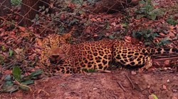 Video : आणि बिबट्या फासातून निसटला… बोर्डी, घोलवड परिसरात भीतीचे वातावरण