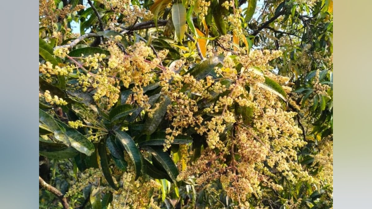 changing weather threaten konkan mango and cashew plantations