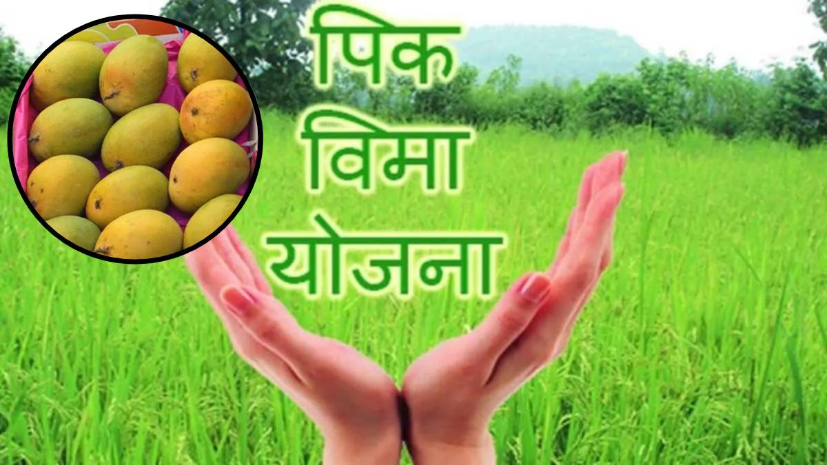 Attempt to extort money from mango crop insurance scheme