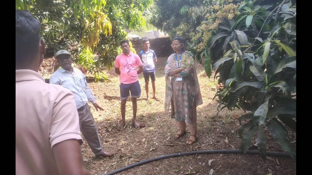 Changing weather conditions in Konkan affect mango crop