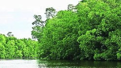 खारफुटीची कत्तल केंद्रीय पर्यावरण विभागाच्या परवानगीविनाच? सागरी किनारा मार्गासंबंधी ‘वनशक्ती’ची संबंधित विभागांना नोटीस…