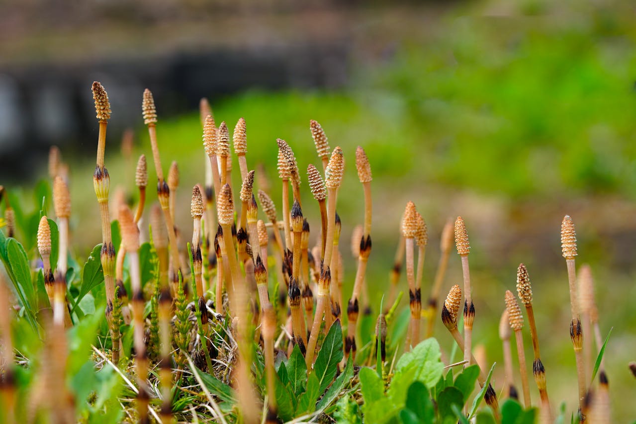 how to garden fenugreek
