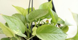 कितीही काही केलं तरी मनी प्लांट बहरत नाही? मग करा ‘हे’ सोपे उपाय, मनी प्लांट वाढेल जंगलासारखा