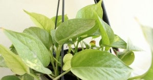 कितीही काही केलं तरी मनी प्लांट बहरत नाही? मग करा ‘हे’ सोपे उपाय, मनी प्लांट वाढेल जंगलासारखा