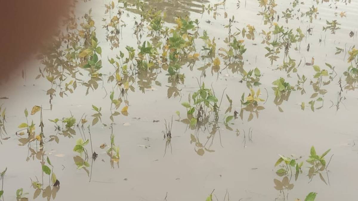 Buldhana farmers hit by wet drought