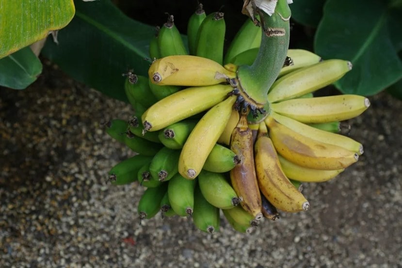 Overripe banana health benefits