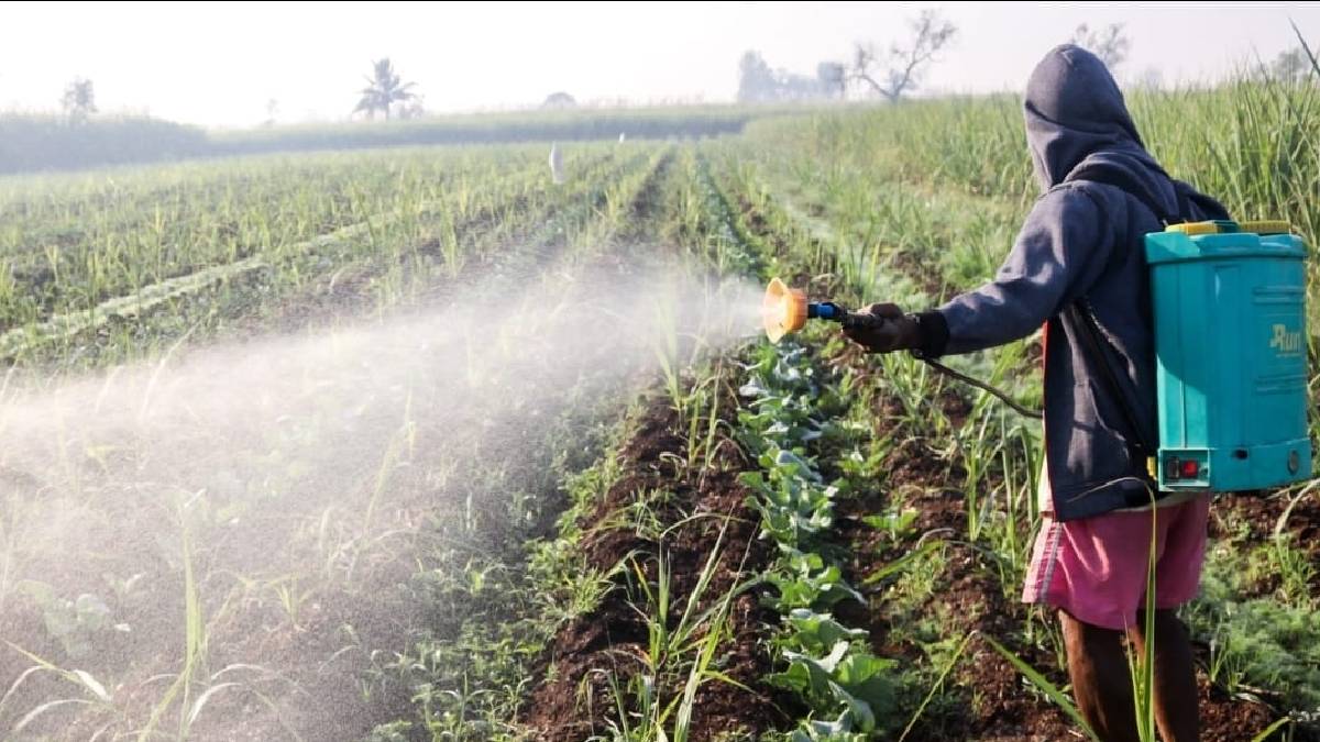 After kharif losses Dhule farmers face fresh challenges due to pest infestation and climate instability