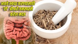 किडे पोटातून बाहेर काढण्यासाठी ‘ही’ औषधी वनस्पस्ती करेल मदत; पचन होईल व्यवस्थित, तब्येत राहील निरोगी
