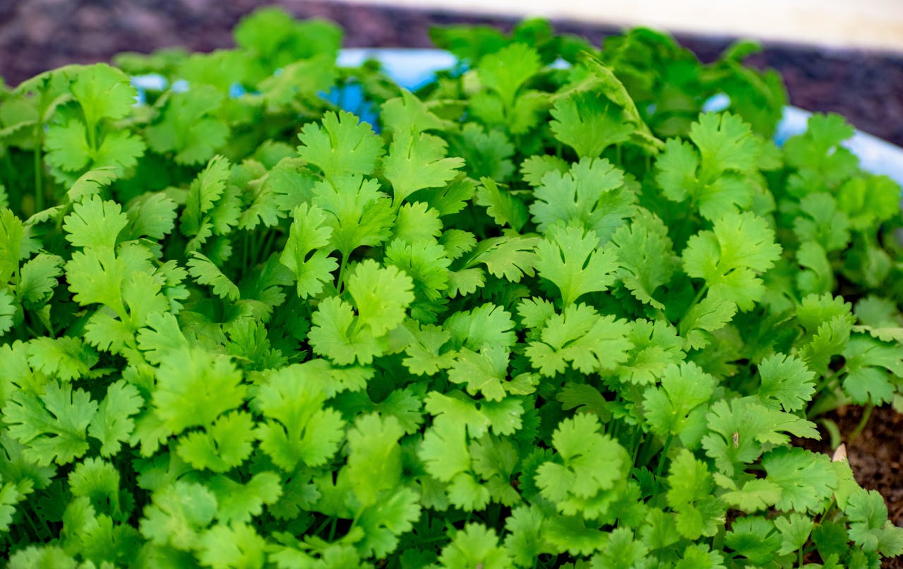 stoar coriander for long