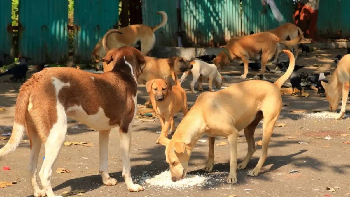 Mahayuti manifesto in Jalgaon municipal elections promises stray dog control, drawing sharp public reactions.