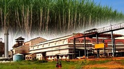 Sugar Production : साखर उत्पादनात महाराष्ट्राची आघाडी; सविस्तर वाचा विभागनिहाय साखर उत्पादन किती…