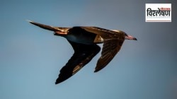 सलग दहा महिने हवेत…एकदाही जमिनीवर नाही.. चिमुकल्या स्विफ्ट पक्ष्याला हे जमते कसे?