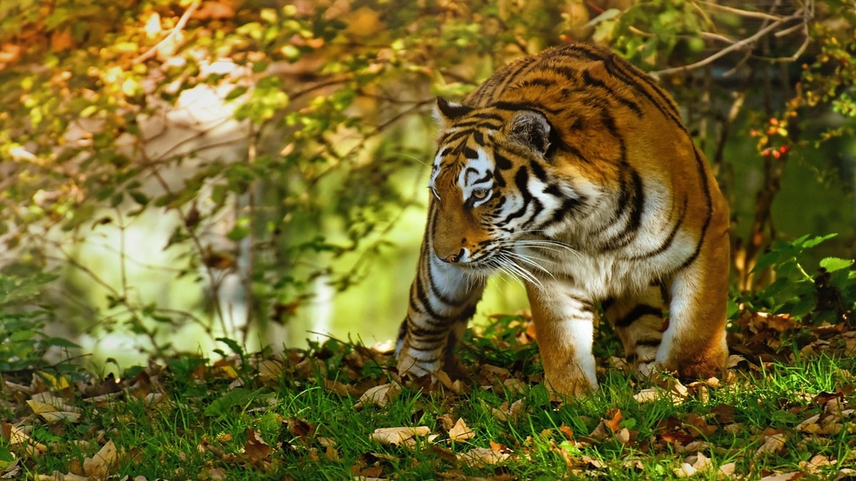 tiger deaths Maharashtra, Maharashtra tiger conservation, human-wildlife conflict India, Nagpur High Court tiger case, Maharashtra wildlife protection, tiger mortality, tiger poaching investigation,