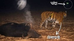 ‘सेनापती’ व ‘चंदा’च्या एकत्रित वावराने व्याघ्रवंशावृध्दिला बळ; ‘सह्याद्री’त वाघ पुनर्स्थापनेला यश; प्रजनन शक्यताही घट्ट