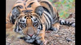 The tigress in Brahmapuri spends about 65 percent of the day resting