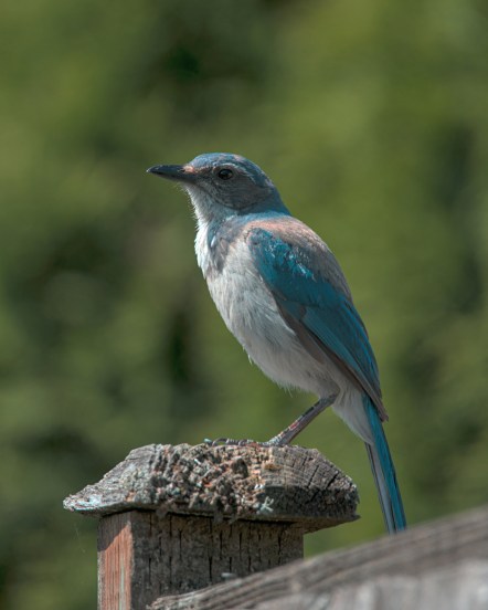 Scrub-Jay- townsend-walton-unsplash