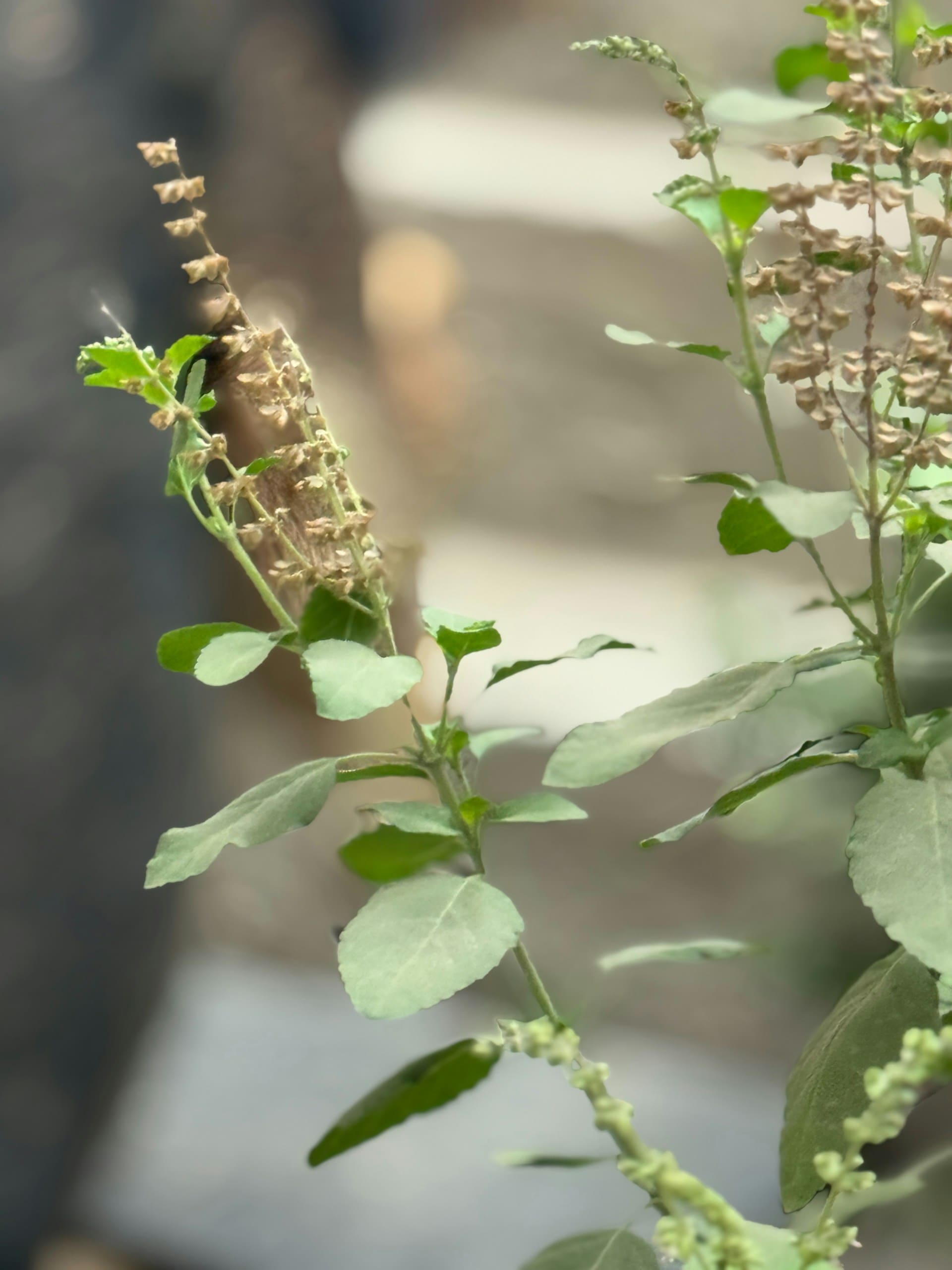 how to take care of tulsi plant