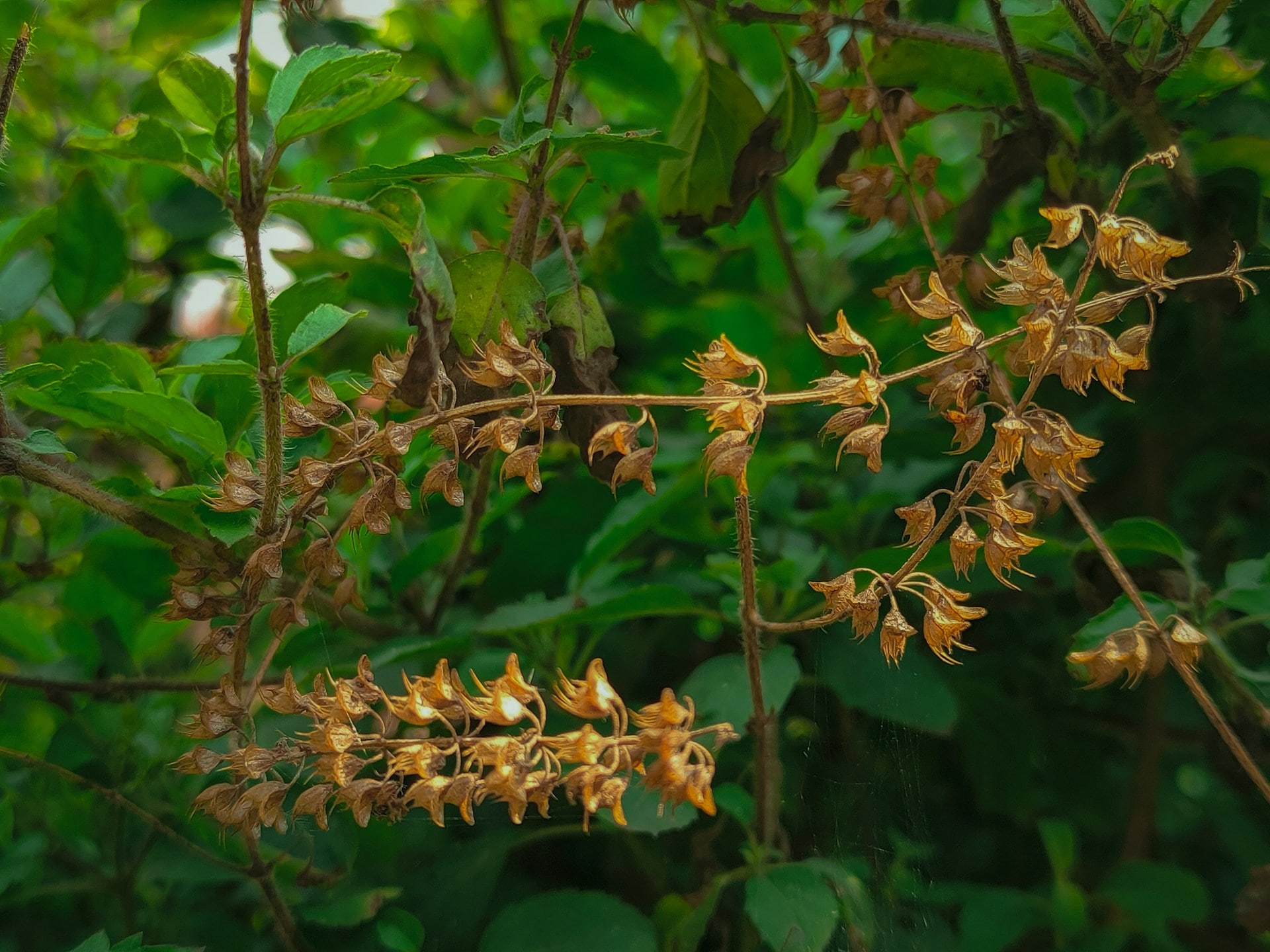 how to take care of tulsi plant