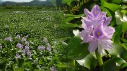 Success Story Water Hyacinth: अ‍ॅमेझॉनच्या जंगलातून भारतात आलेला ‘हिरवा राक्षस’; आता मिळवून देतोय कोट्यवधी रुपये!