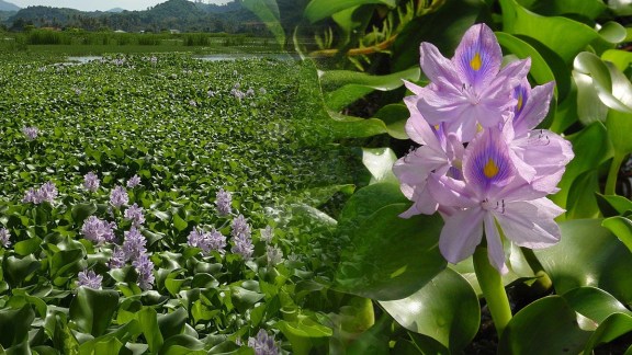 water-hyacinth-Panmeteka