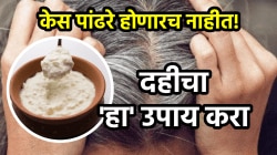 केस पांढरे होणारच नाहीत! तज्ज्ञांनी सांगितलेला दहीचा ‘हा’ उपाय घरच्या घरी करा, परिणाम पाहून डोळ्यांवर विश्वास बसणार नाही…