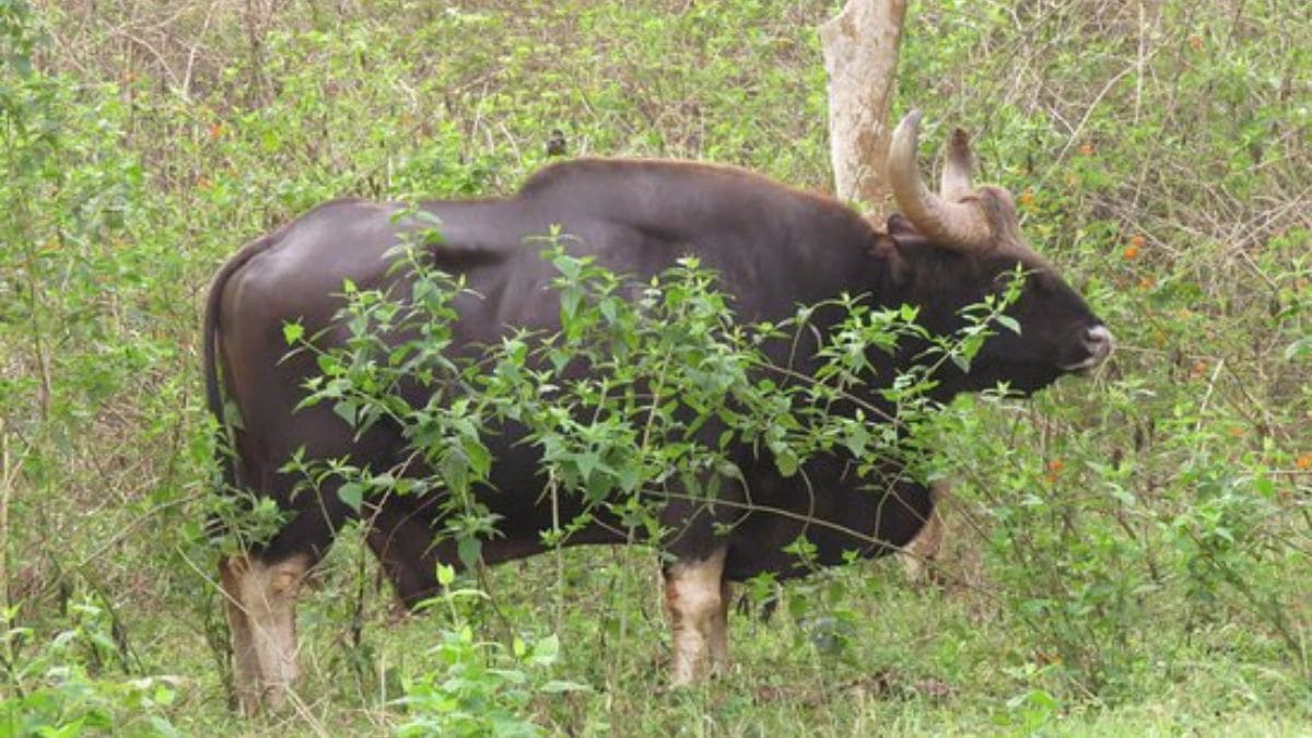 wild bison dies after falling from hill at ambenali ghat Satara