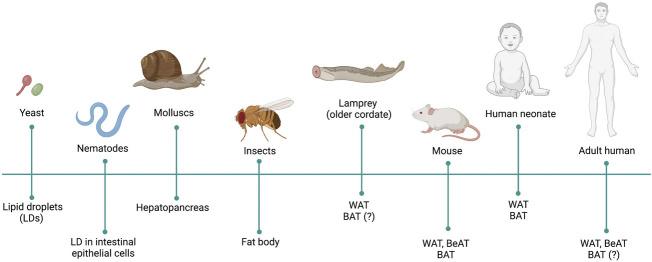Adipose Tissue Obesity Health