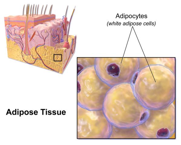 Adipose Tissue Obesity Health