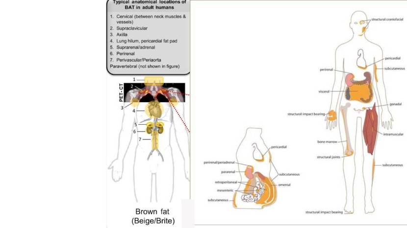Adipose Tissue Obesity Health