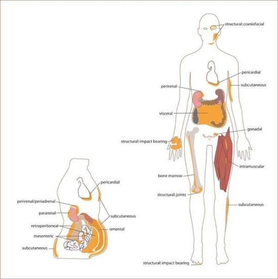Adipose Tissue Obesity Health