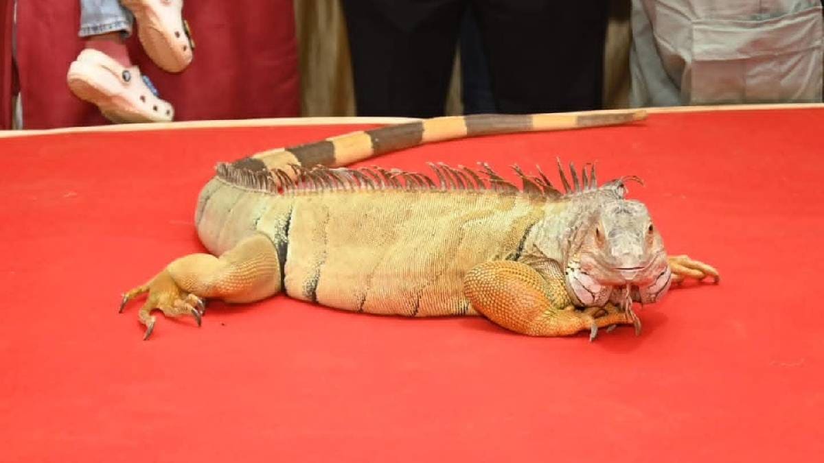 American Iguana lizard becomes the main attraction in Kolhapur