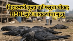 बिहारमध्ये पुन्हा बर्ड फ्लूचा धोका; H5N1 मुळे कावळ्यांचा मृत्यू, पोल्ट्री उद्योग सतर्क