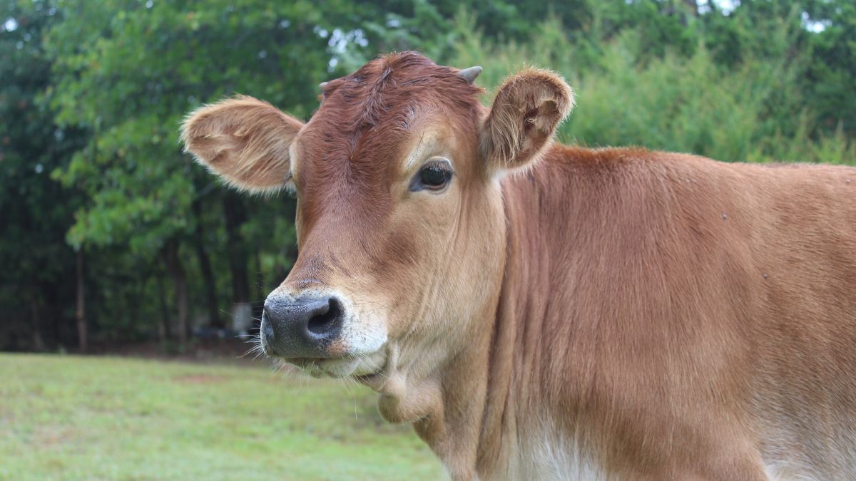National Cow Culture Museum