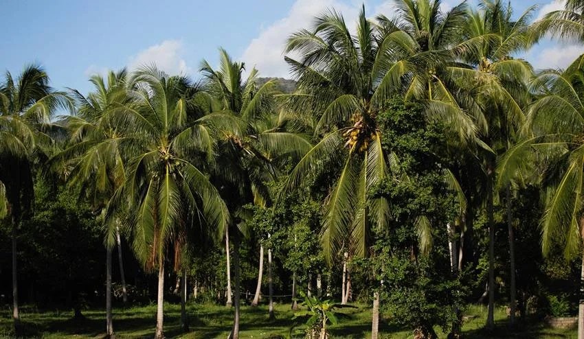 Lakshadweep known as Coconut Island