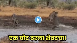 ‘एक घोट पाणी… आणि संपलं आयुष्य!’ शांतपणे पाणी पीत असलेल्या बिबट्यावर मगरीचा जीवघेणा हल्ला; १ सेकंदात झाला अंत, VIDEO पाहून व्हाल सुन्न