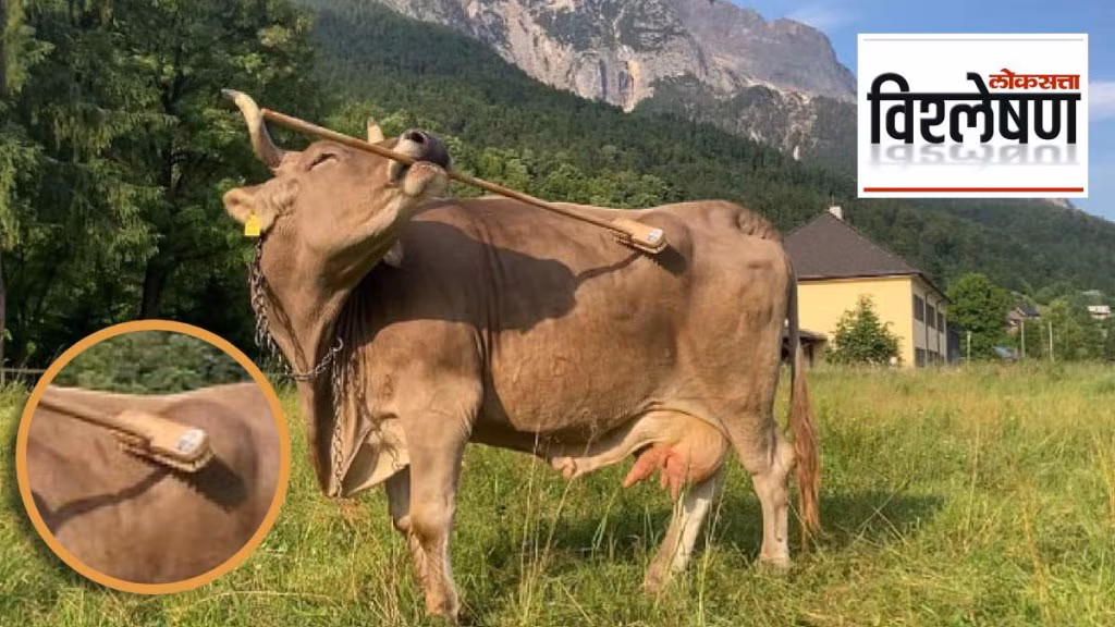 Animal Intelligence Veronica Cow: प्राण्यांना हुशार होण्यासाठी लागते ‘चांगले वातावरण’; नवे संशोधन काय सांगते?