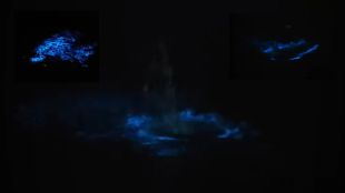 viral-video-blue-glowing-waves-at-vasai-dock-bioluminescence-sparks-debate