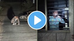 VIDEO: “कुत्र्यासारखा भुंकत, चार पायांवर धावू लागला, बायकोला चावा घेण्याचा प्रयत्न”; रेबीज संशयित अखेर रुग्णालयात दाखल