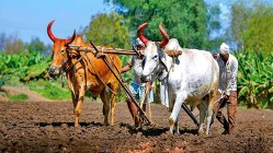 शासनाच्या कर्जमाफी समितीत कर्जबाजारी शेतकऱ्यालाच स्थान नाही…!