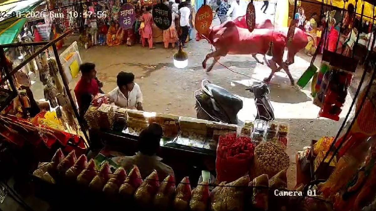 Jejuri Khandoba Gad incident, Racing bulls rampage Jejuri, Devotees injured at Jejuri temple,