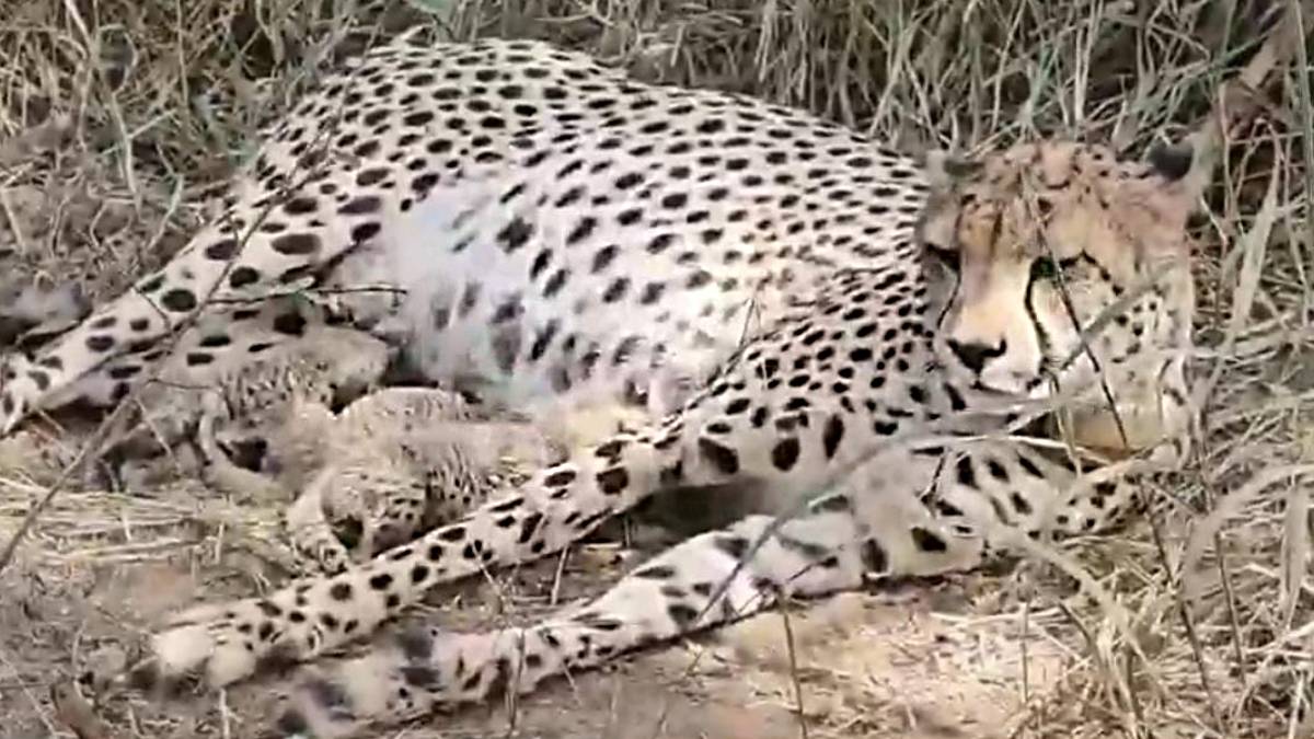 https://images.loksattaimg.com/2026/02/Kuno-cheetah-cubs-birth.jpg