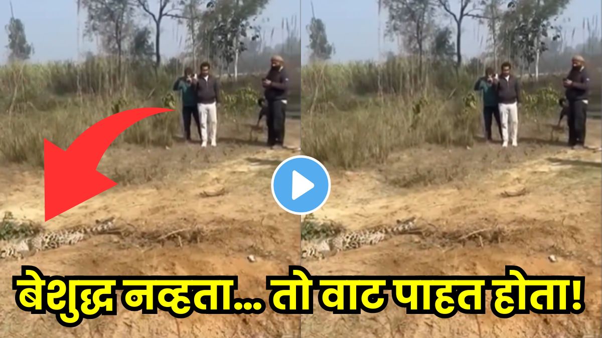 People thought the leopard was unconscious, but it suddenly pounced